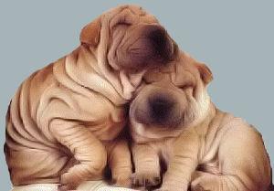 shar pei