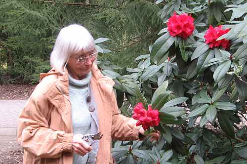 ik ween om bloemen in de knop gebroken