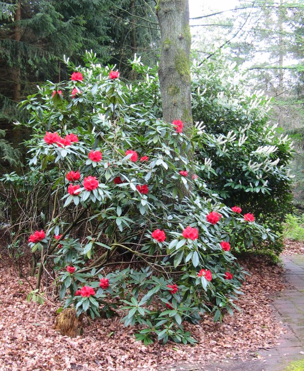 rhododendron