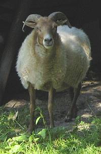 schaap