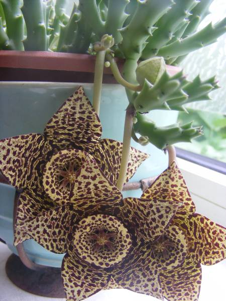 Huernia