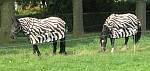 zebraatjes