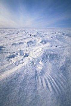 snowy wing imprint