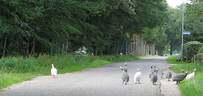 vreemde vogels