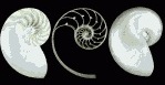 drie x nautilus