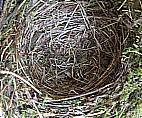 nest