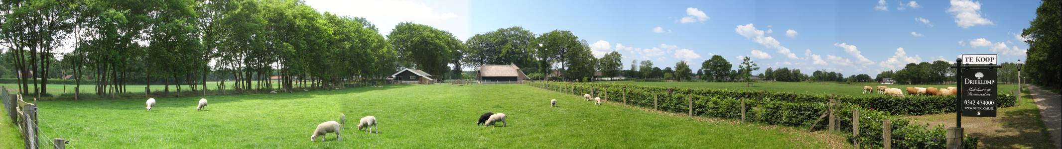 schaap, koe, koop