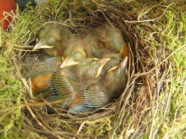 hoeveel vogeltjes?