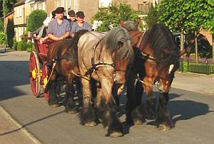 paarden