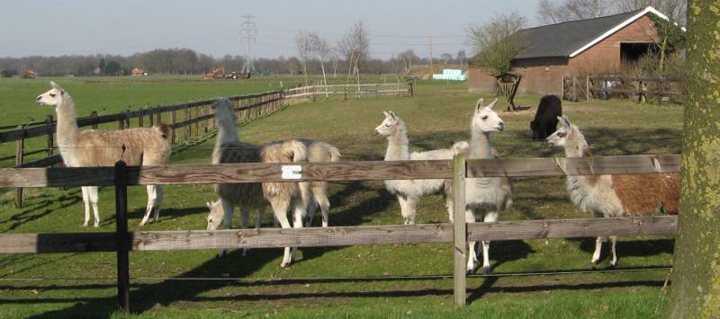 lamas