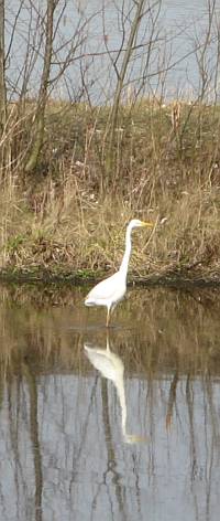 witte vogel