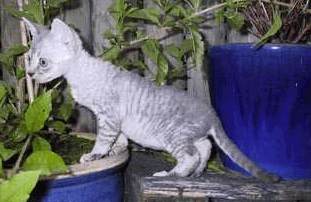 devon rex