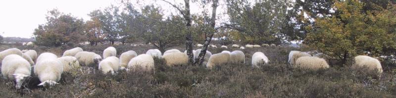 schapen