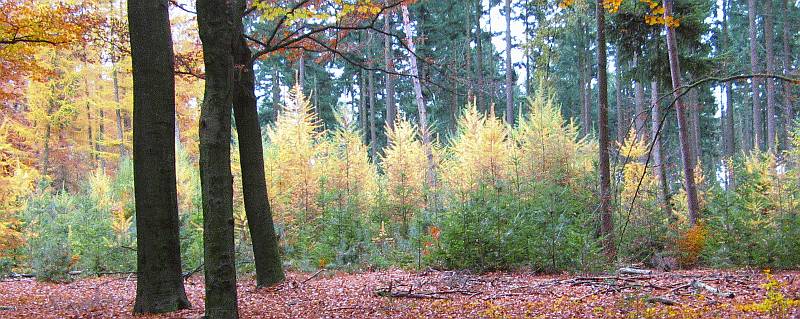 larix