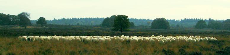 schapen