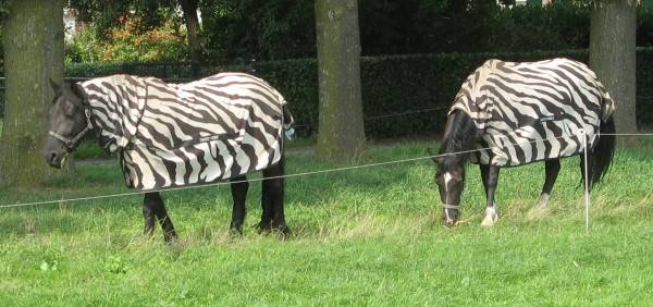 zebra's
